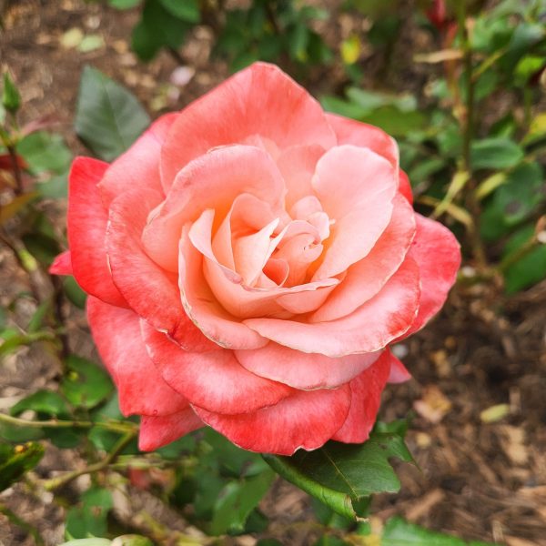 Close-up of a Rose 'Brigadoon' Bush Form in full bloom, its pink petals contrasting beautifully with lush green leaves and the rich brown soil in the background.