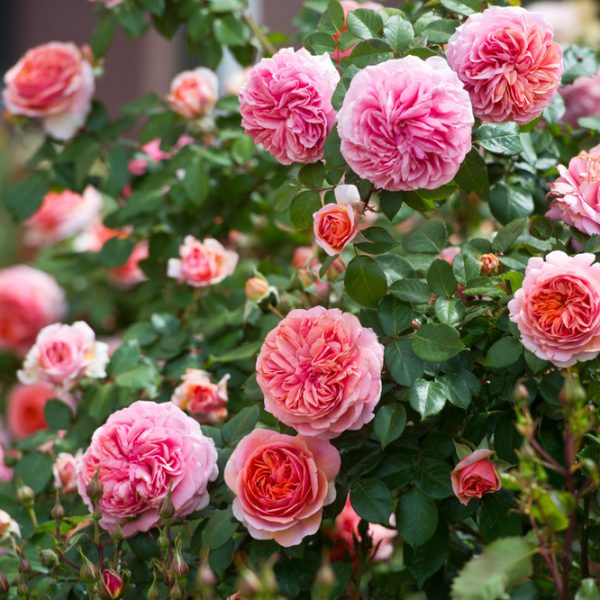 The Rose 'Chippendale' Bush Form is a breathtaking sight, featuring an abundance of vibrant pink and orange roses in full bloom, all surrounded by rich green foliage.