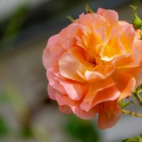 Close-up of a blooming Rose 'Illona' in peach-pink, set against a blurred backdrop of green leaves and a garden structure.