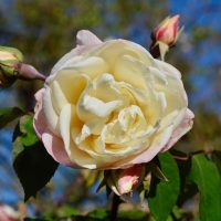 A close-up of a Rose 'Kalinka' Bush Form in full bloom showcases its pale yellow petals surrounded by vibrant green leaves and rosebuds, all against a clear blue sky backdrop.