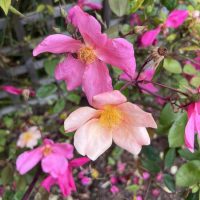 The Rose 'Brigadoon' Bush Form blooms with pink and peach petals, their yellow centers glowing warmly among lush green leaves. Some petals are delightfully wilted, adding character to this serene floral display.