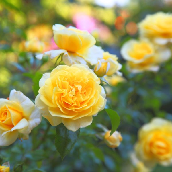 The Rose 'Sunblest' 3ft Standard features yellow roses in full bloom with vibrant green leaves, set against a beautifully blurred natural background.