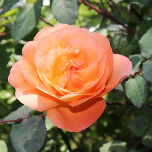 A Rose 'Montezuma' Bush Form in full bloom, its peach-colored petals creating a beautiful contrast against the verdant green leaves.