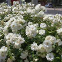 A dense cluster of white roses in full bloom lining a street with parked cars in the background.