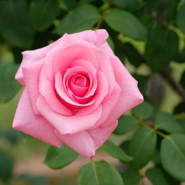 A 'Brigadoon' Rose in full bloom stands radiant against a backdrop of lush green leaves.