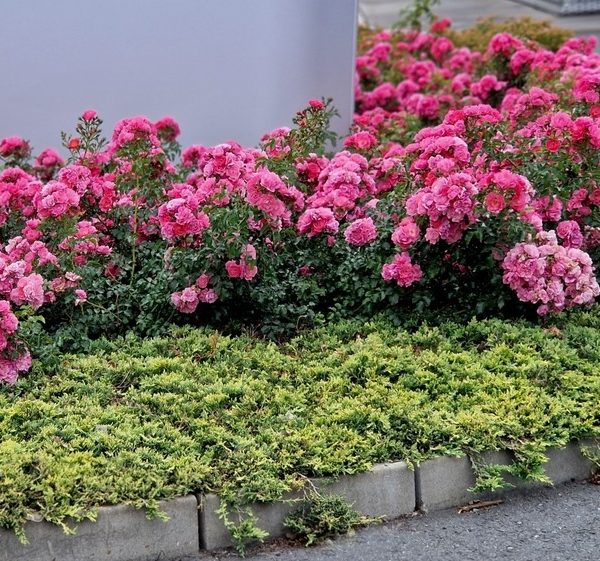 A garden bed with vibrant pink flowers and green shrubs bordering a paved area.