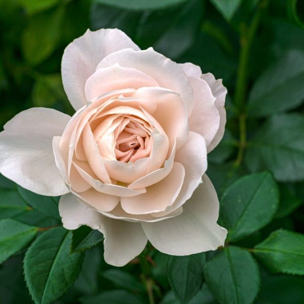 The Rose 'Coronation Gold' Bush Form, a pale pink beauty in full bloom, is gracefully surrounded by lush green leaves.