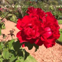 A close-up of vibrant Rose 'Illona' Bush Form roses in full bloom against a garden backdrop, lush with greenery and a charming stone path.