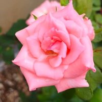 Close-up of a blooming Rose 'Carina' Bush Form covered in water droplets on its pink petals, surrounded by lush green leaves.