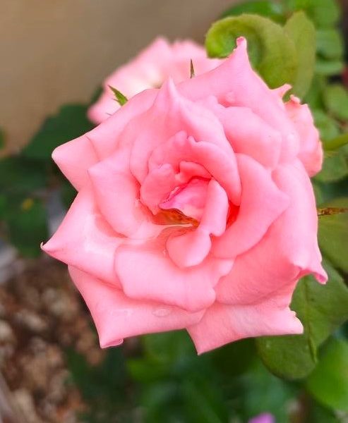 Close-up of a blooming Rose 'Carina' Bush Form covered in water droplets on its pink petals, surrounded by lush green leaves.