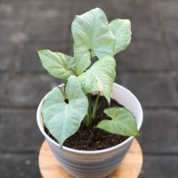 A potted plant with pale green leaves sits on a wooden stool against a tiled background.