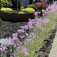 A garden features purple flowers on the right, yellow-green plants in a raised circular bed, and vibrant black mulch underfoot. A stone path winds by the flowers toward an enchanting Acer 'Golden Full Moon Maple' 8" Pot (Freshly Potted), adding a radiant touch to the space.