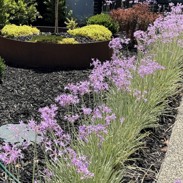 A garden features purple flowers on the right, yellow-green plants in a raised circular bed, and vibrant black mulch underfoot. A stone path winds by the flowers toward an enchanting Acer 'Golden Full Moon Maple' 8" Pot (Freshly Potted), adding a radiant touch to the space.