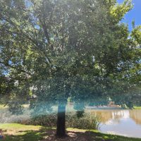 An Ulmus 'Silver Elm' 16" Pot, with its lush green leaves, stands near a reflective pond, its branches gracefully allowing dappled sunlight to filter through on a bright day.