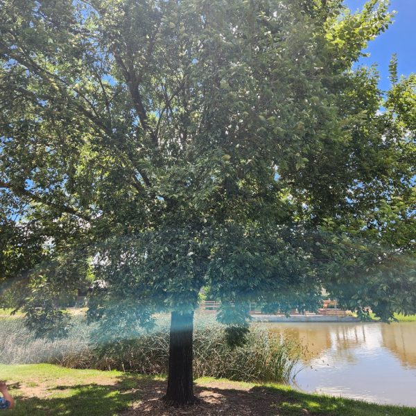 An Ulmus 'Silver Elm' 16" Pot, with its lush green leaves, stands near a reflective pond, its branches gracefully allowing dappled sunlight to filter through on a bright day.