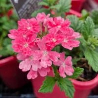 Close-up of vibrant pink verbena flowers with green leaves in a red pot.