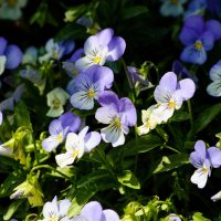 A cluster of Viola 'Bonnie Lassies' Sarah in a 6" pot, with its charming purple and white flowers, stands out against lush green leaves under the warm sunlight.