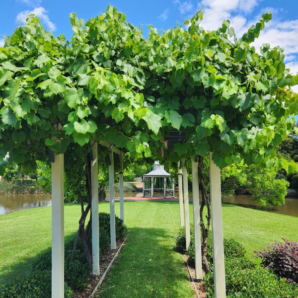 A pergola covered in lush green vines leads to a gazebo in a garden setting.