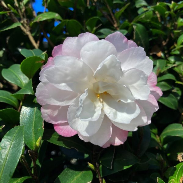 Close-up of a white and pink camellia flower surrounded by green leaves under a clear blue sky.