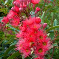 Clusters of vibrant pink eucalyptus flowers with round buds and green leaves.