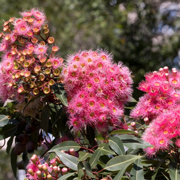 Clusters of pink eucalyptus flowers with bushy petals are surrounded by green leaves against a blurred natural background.