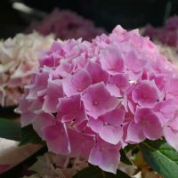 Close-up of a cluster of Hydrangea macrophylla 'Pink or White' nestled in green leaves, all arranged in a 6" pot and surrounded by similar softly focused blooms.