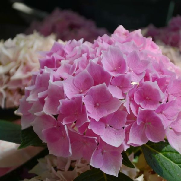 Close-up of a cluster of Hydrangea macrophylla 'Pink or White' nestled in green leaves, all arranged in a 6" pot and surrounded by similar softly focused blooms.