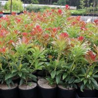 Rows of potted Pieris 'Forestii' Lily of the Valley Shrubs with green leaves and red-tipped buds stand proudly in a garden center.