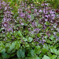The Plectranthus 'Mona Amethyst' in an 8" pot displays purple flowers with small, delicate petals nestled among its lush, green foliage.