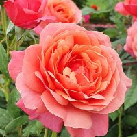 A close-up of a blooming peach-colored Rose 'Bengali' Bush Form, surrounded by lush green leaves, with other roses adding color to the background.