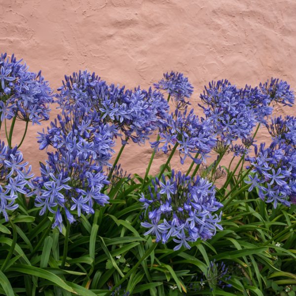 Agapanthus 'Seastorm' PBR in a 6" pot blooms against a textured pink wall, evoking the serenity of gentle waves meeting vibrant lilac blossoms.