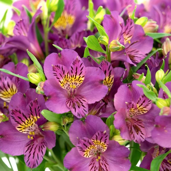An arrangement of colorful Alstroemeria 'Louise' Peruvian Lily flowers, displaying vivid purple petals with yellow and dark center markings, set amidst green foliage in a 7" pot.