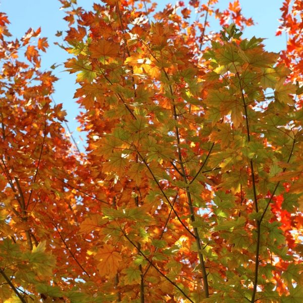 The orange and green autumn leaves of the Acer 'Jeffers Red' Maple create a striking contrast against a clear blue sky.