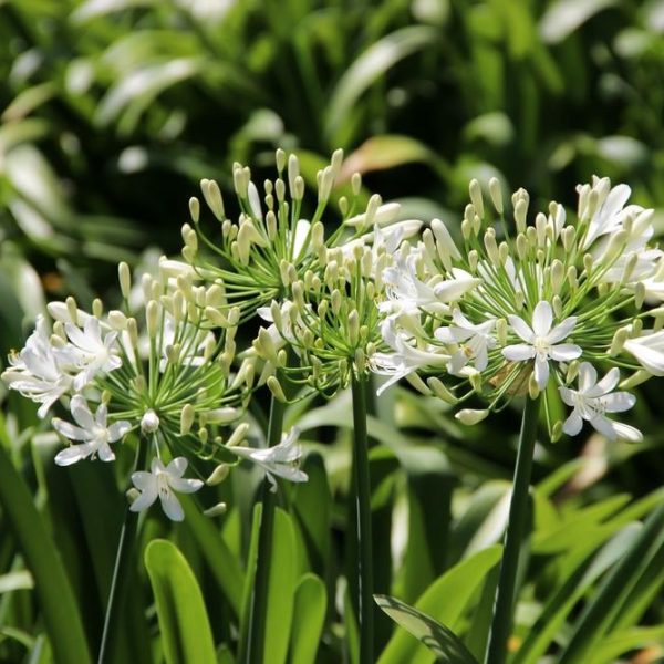 Close-up of Agapanthus 'Snowball' flowers in full bloom, resembling snowballs, and surrounded by lush green foliage.