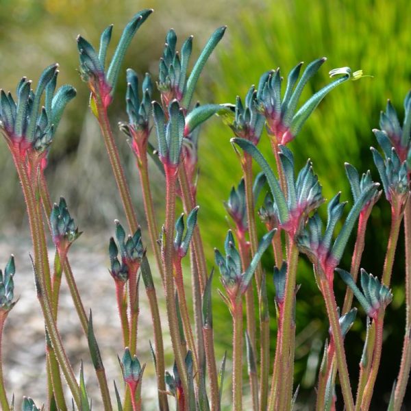 Close-up of kangaroo paw plant with green and red fuzzy stems and claw-like flowers against a blurred natural background.