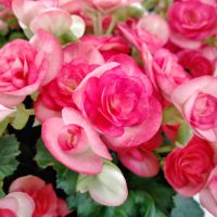 Close-up of blooming Begonia Tuberous 'Bright Pink' flowers in a 10" hanging basket, with green leaves in the background.