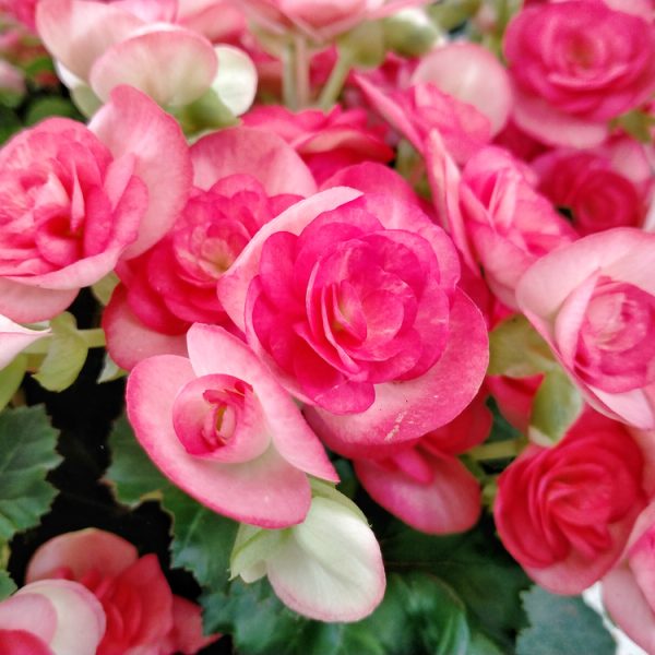 Close-up of blooming Begonia Tuberous 'Bright Pink' flowers in a 10" hanging basket, with green leaves in the background.