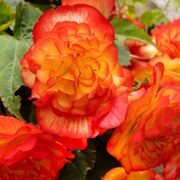The Begonia Tuberous 'Peach Pink' 10" hanging basket features bright peach-pink and yellow begonias, their lush green leaves glowing in the sunlight to create a stunning, vibrant display.