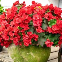 A hanging basket filled with vibrant bright pink begonias and lush green leaves rests elegantly on a wooden surface, showcasing the Begonia Tuberous 'Bright Pink' variety.