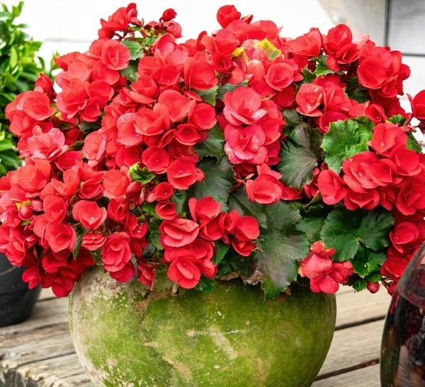 A hanging basket filled with vibrant bright pink begonias and lush green leaves rests elegantly on a wooden surface, showcasing the Begonia Tuberous 'Bright Pink' variety.