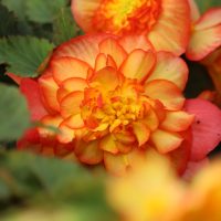 A close-up of a vibrant Begonia Tuberous 'Watermelon Red' flower with layered petals, set against lush green leaves.