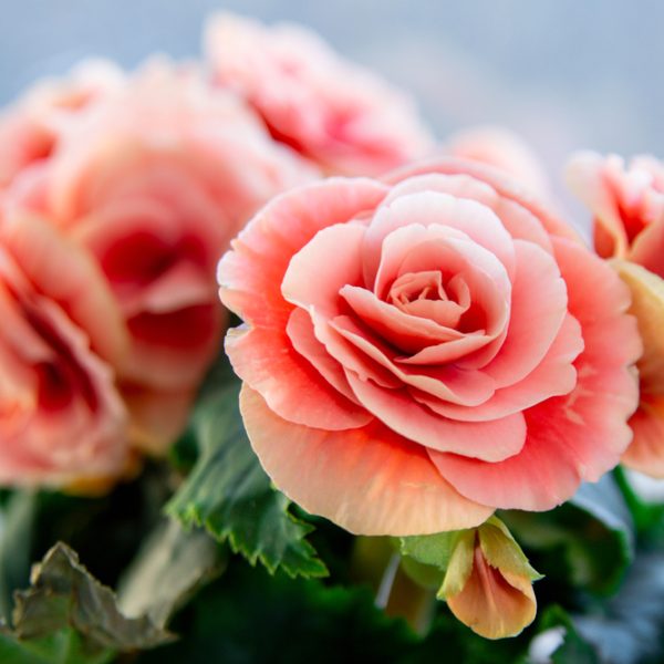 Close-up of Begonia Tuberous 'Bright Pink' nestled in a 10" hanging basket, showcasing its soft petals and green leaves against a blurred background.