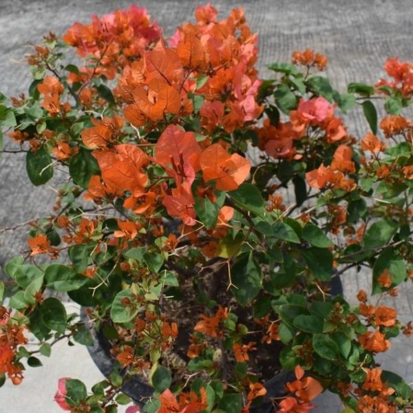 A potted bougainvillea with vibrant orange and pink blooms, set against a concrete background.