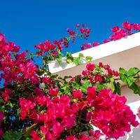 Vibrant pink bougainvillea flowers climb over a white building against a clear blue sky.