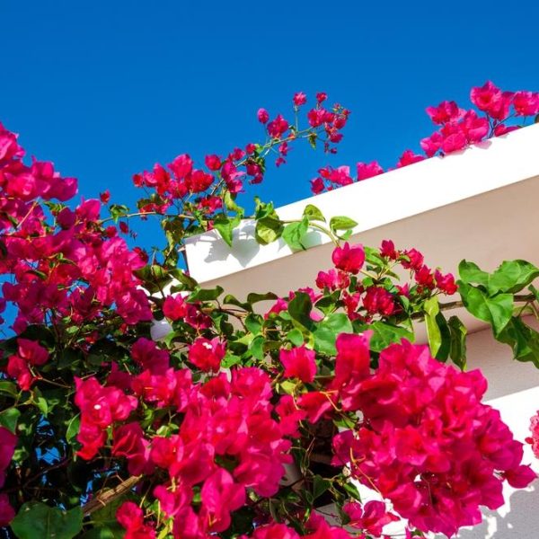 Vibrant pink bougainvillea flowers climb over a white building against a clear blue sky.