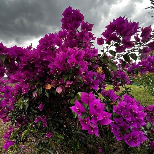 A large bush of vibrant purple bougainvillea flowers under a cloudy sky.