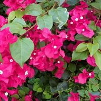 Bright pink bougainvillea flowers with green leaves in a dense cluster.