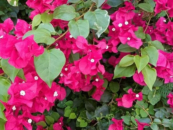 Bright pink bougainvillea flowers with green leaves in a dense cluster.