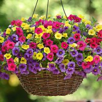 A vibrant 10" hanging basket of Calibrachoa 'Mix Harmony' blooms in red, purple, and yellow stands out against a blurred green background.