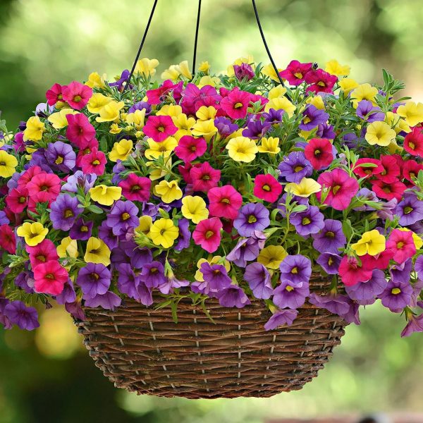 A vibrant 10" hanging basket of Calibrachoa 'Mix Harmony' blooms in red, purple, and yellow stands out against a blurred green background.